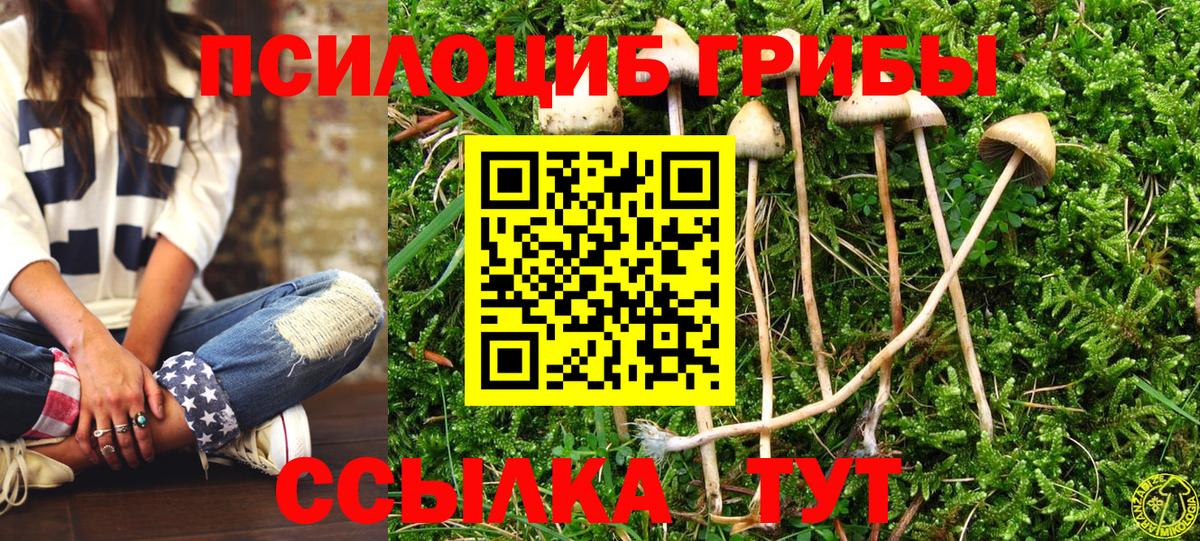 Псилоцибиновые грибы Psilocybe Бугуруслан